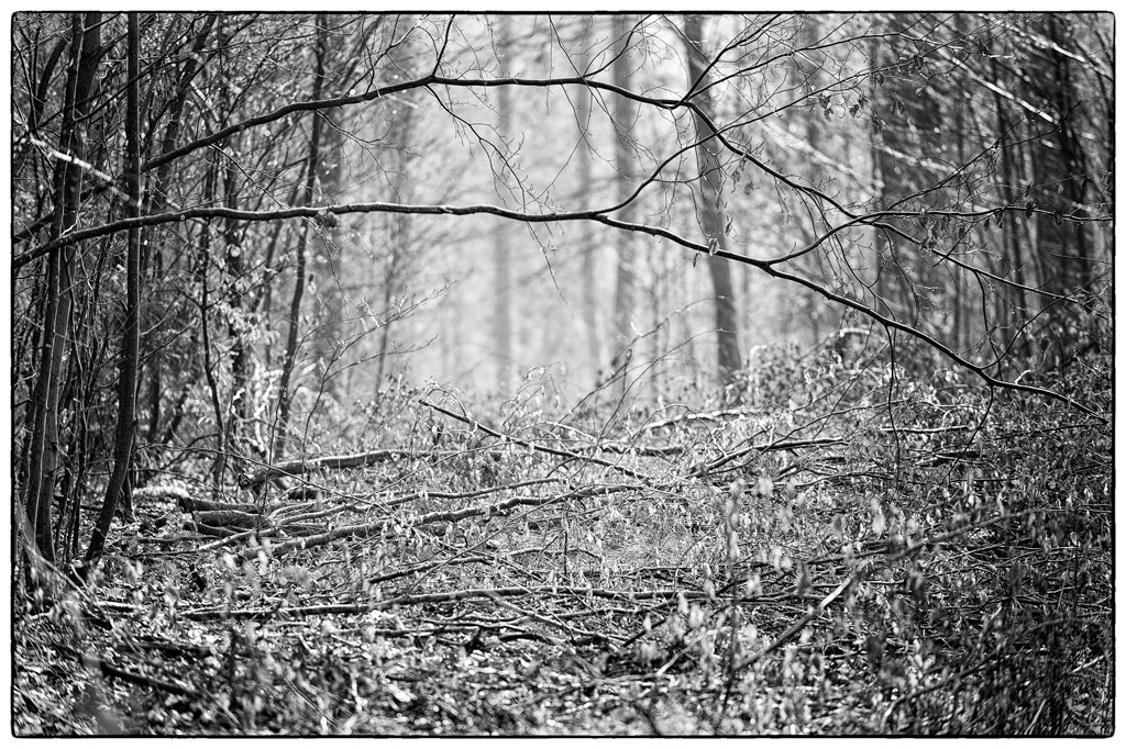 Wald PZ16132