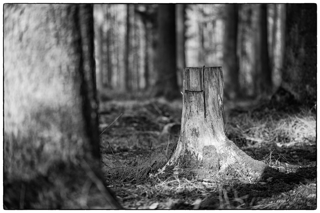 Wald PZ16135