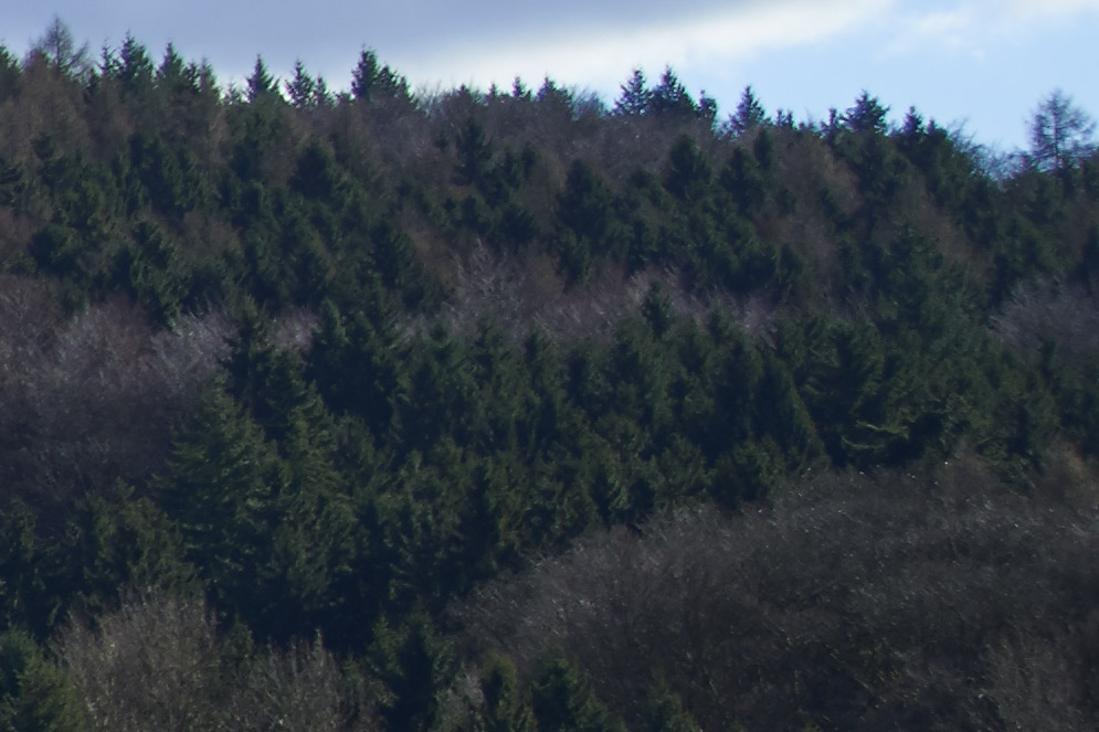 Wald rechte Ecke