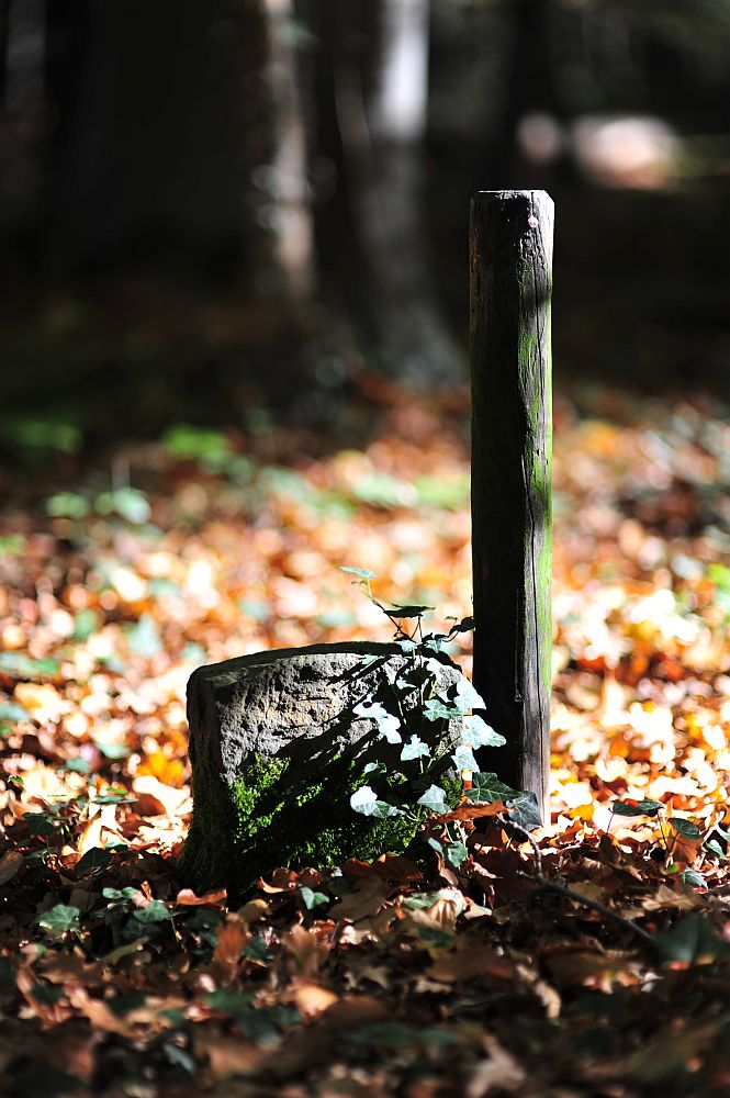 Wald Stein Pfosten