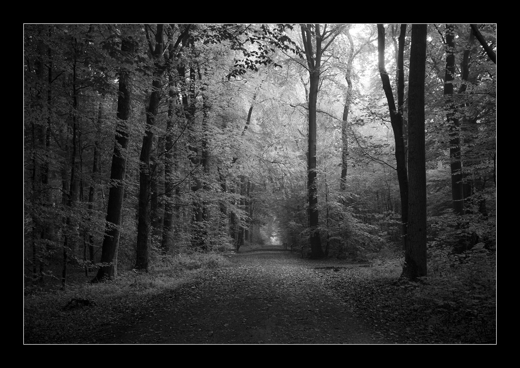 wald sw