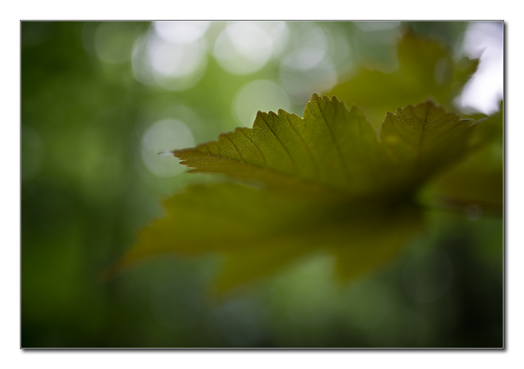 wald von unten2
