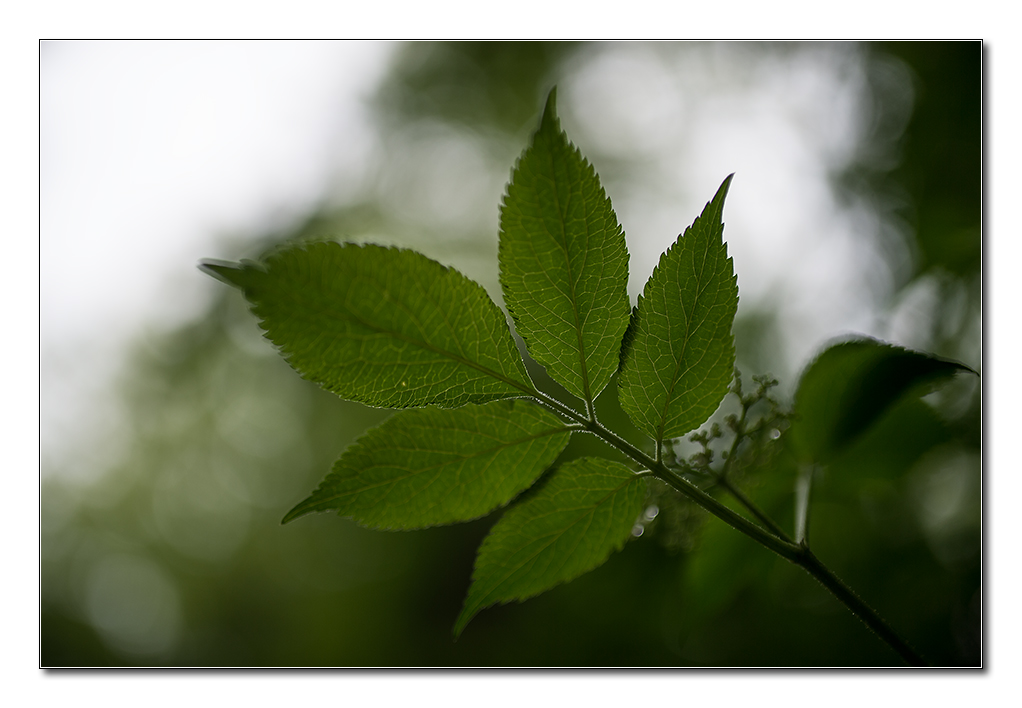 wald von unten6