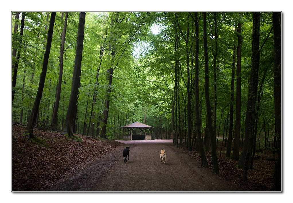 wald von unten8