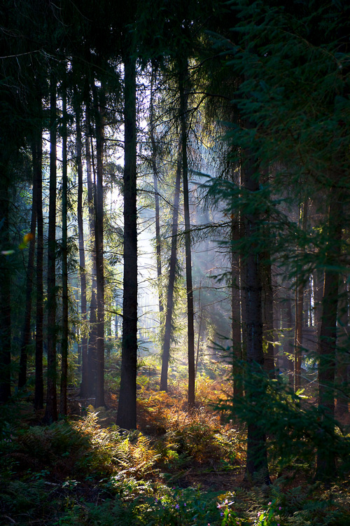 Wald www pswww