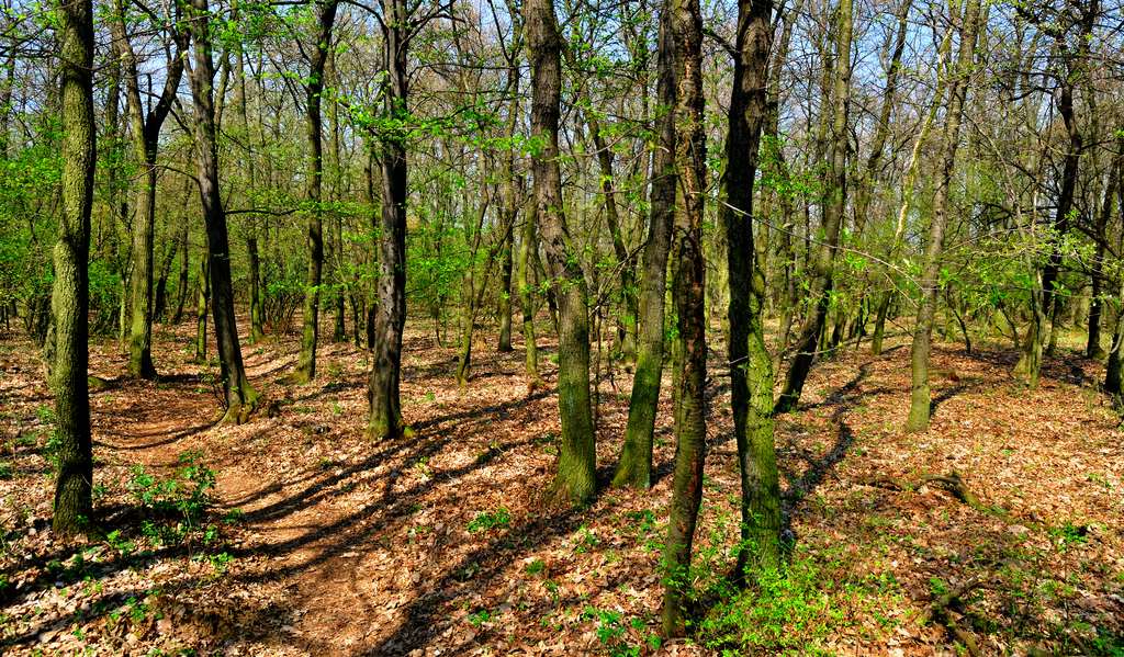 Wald