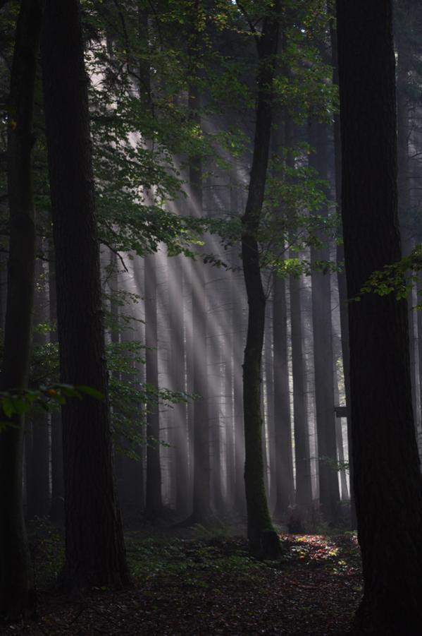 Wald