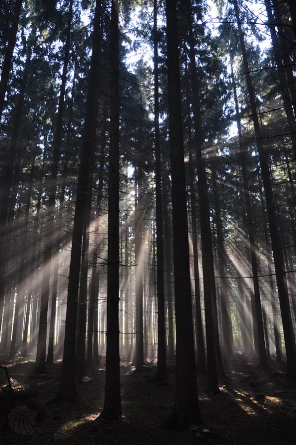 Wald