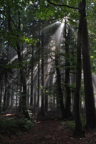 Wald