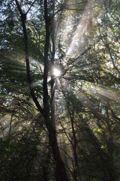 Wald