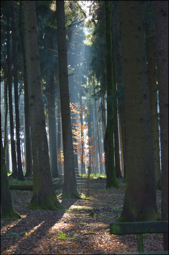 Wald