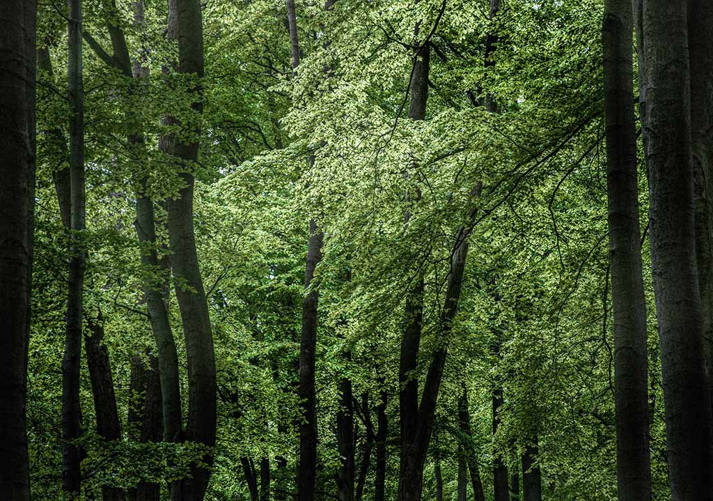 wald