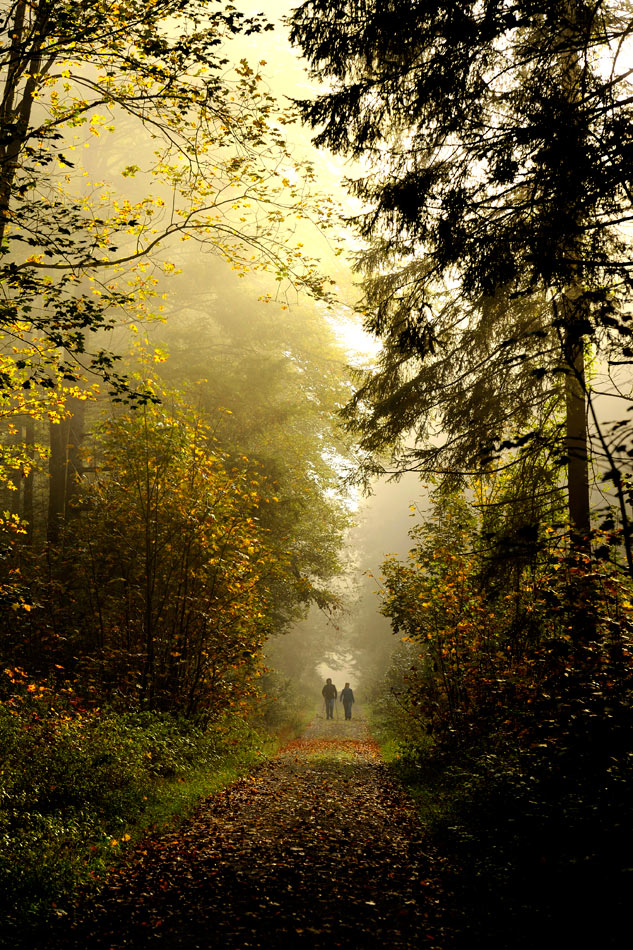Wald