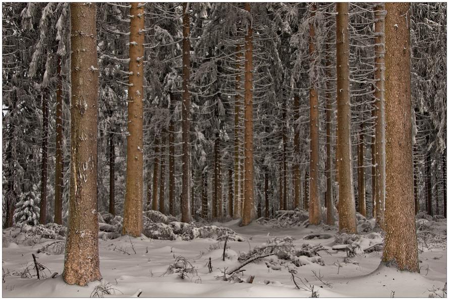 ~Wald~
