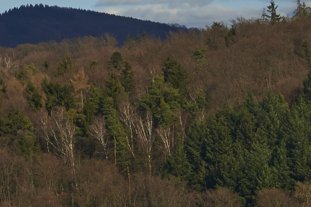 Wald