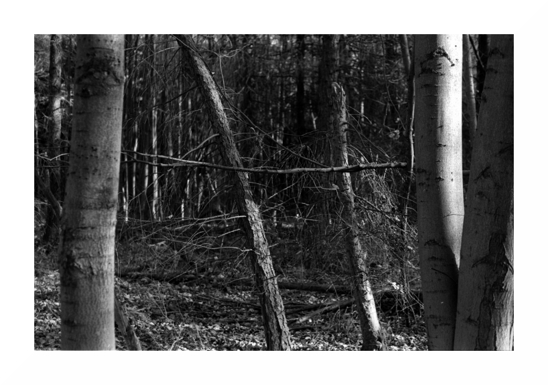 wald