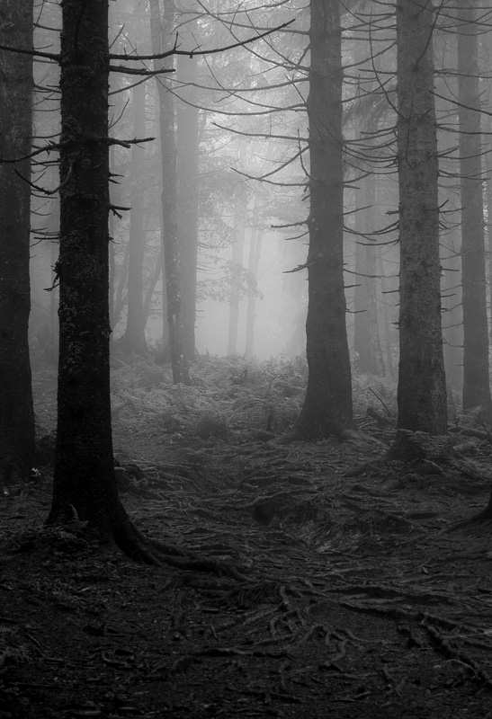wald