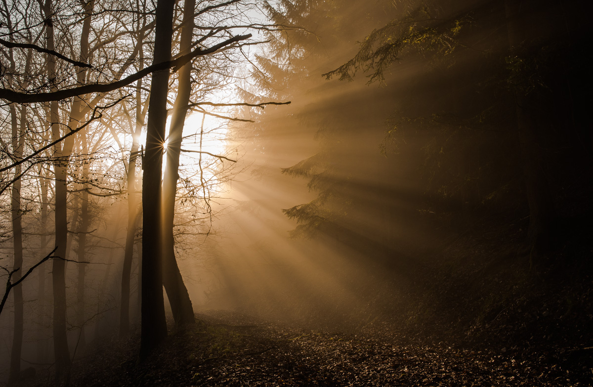 Wald