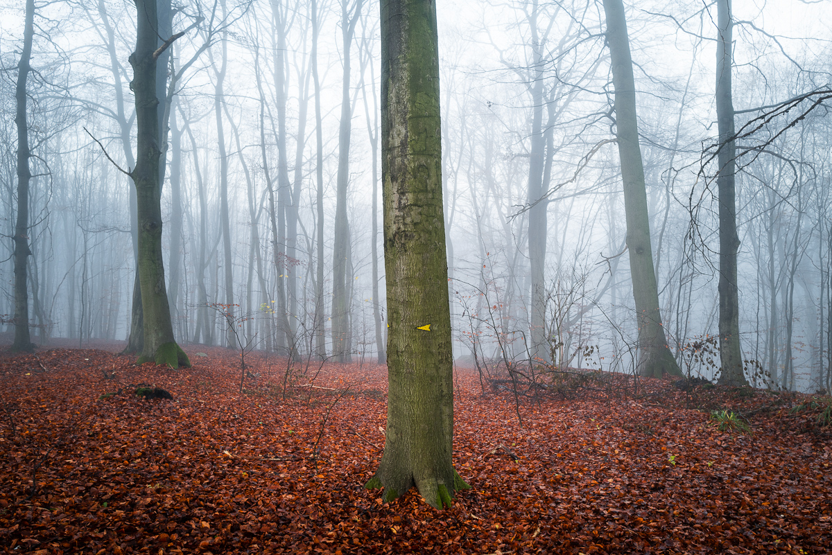 Wald