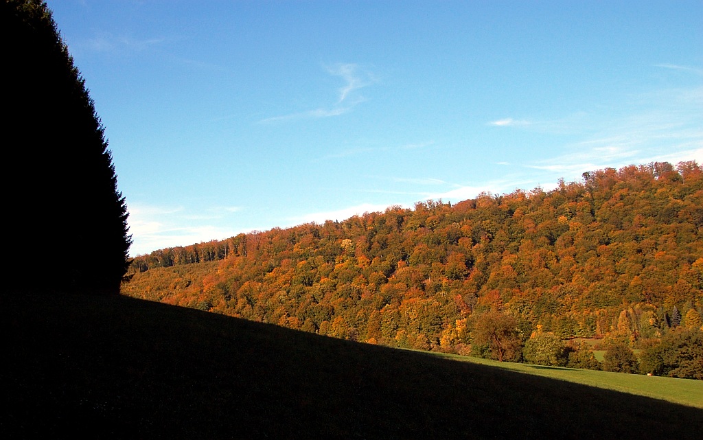 Wald