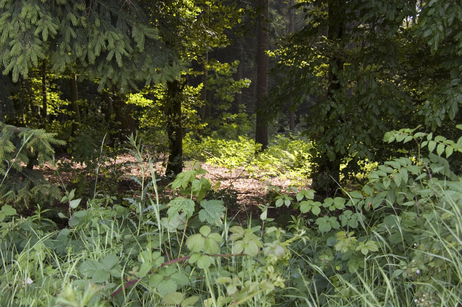 Wald1