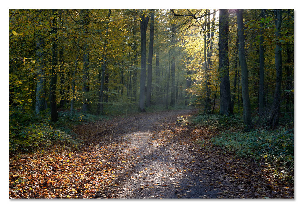 wald1