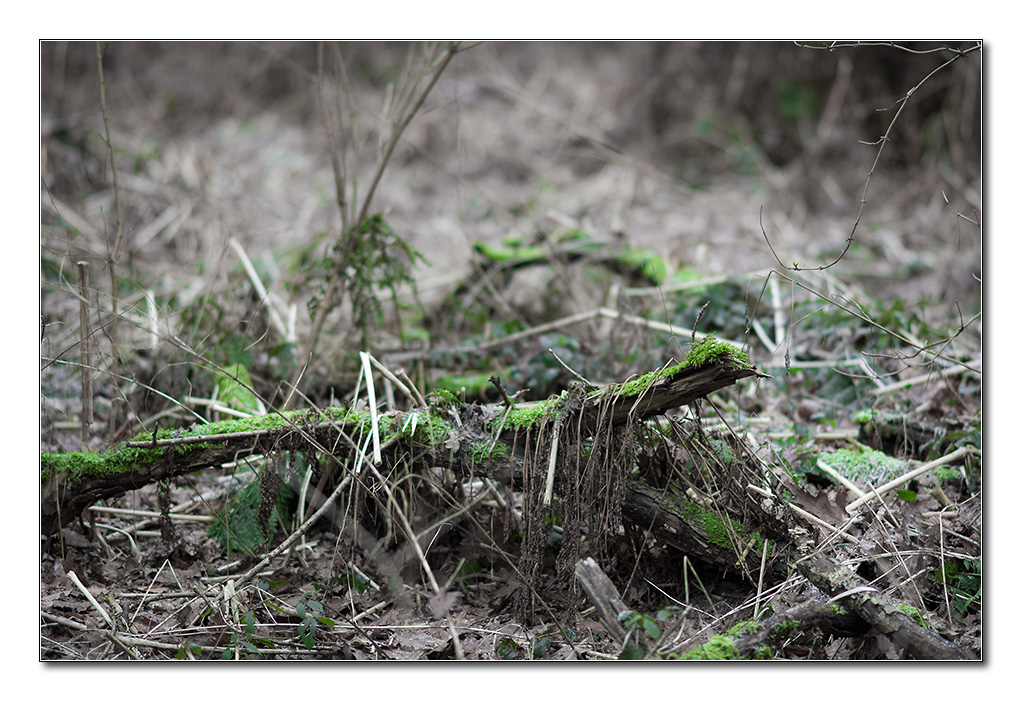 wald13