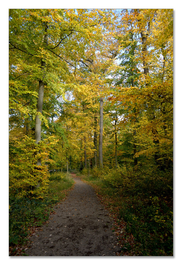 wald2