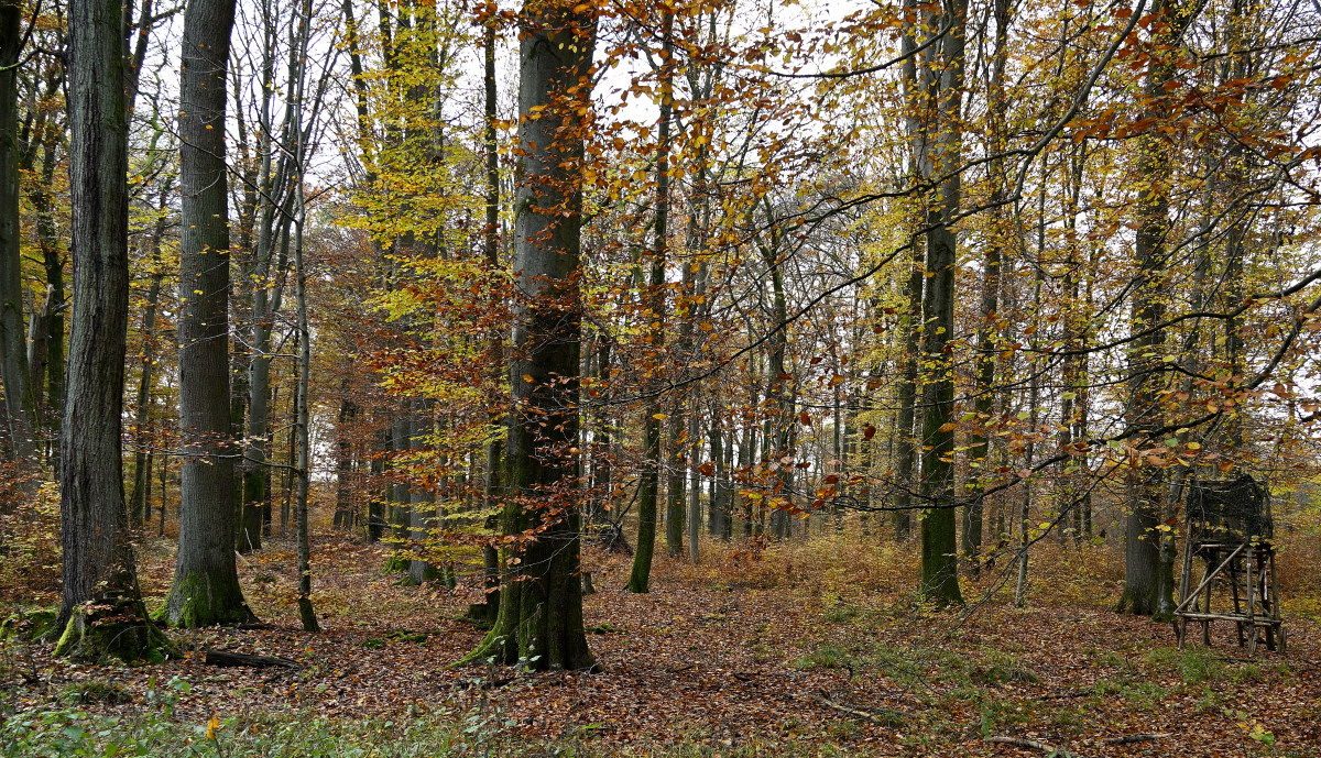 wald21003.JPG