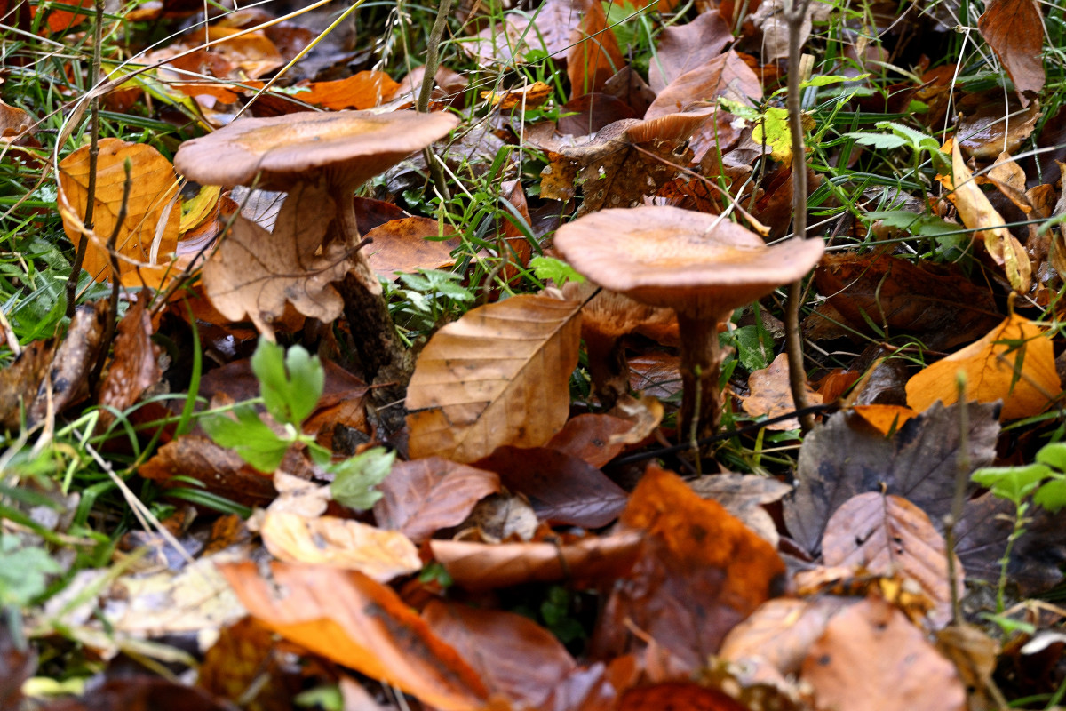 wald21004.JPG