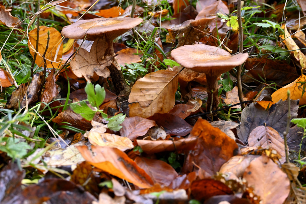 wald21005.JPG
