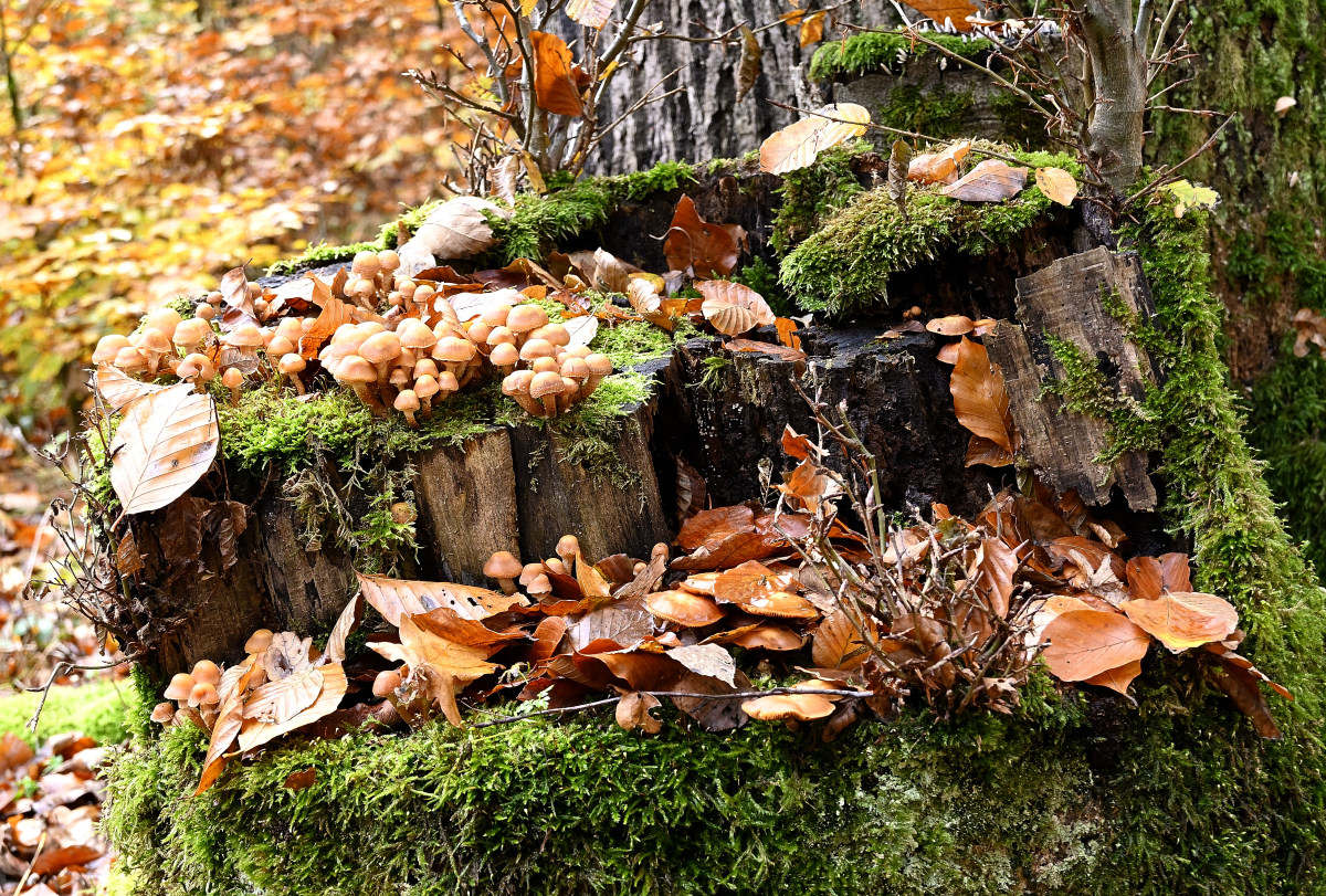 wald21006.JPG
