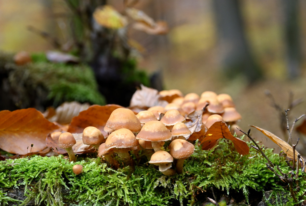 wald21007.JPG