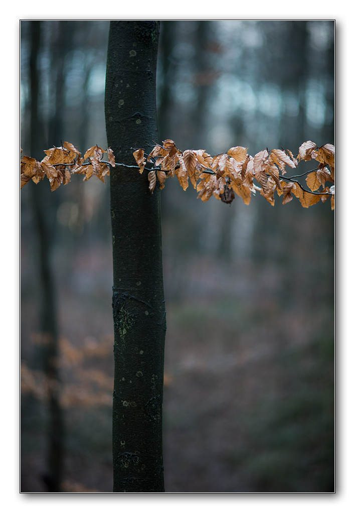 wald3