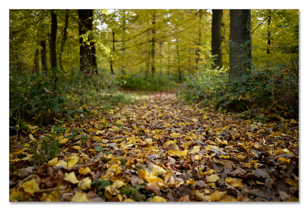 wald3
