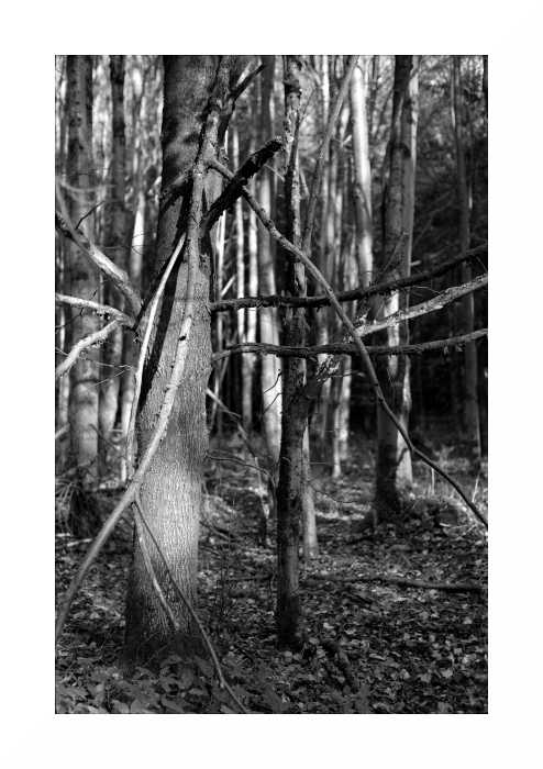 wald3