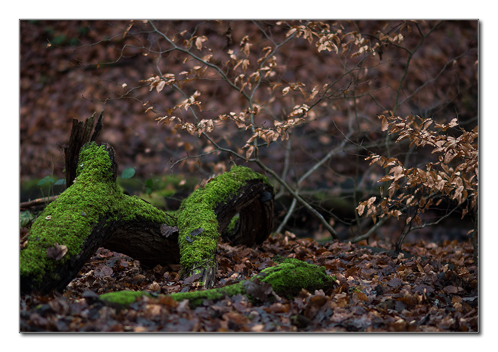 wald4