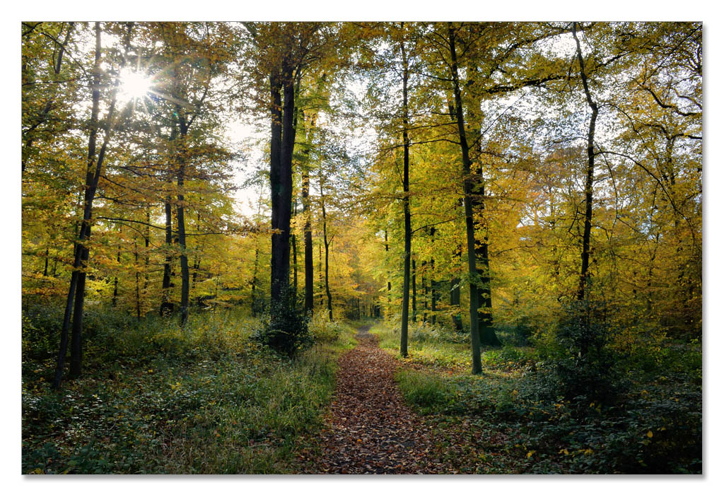 wald4