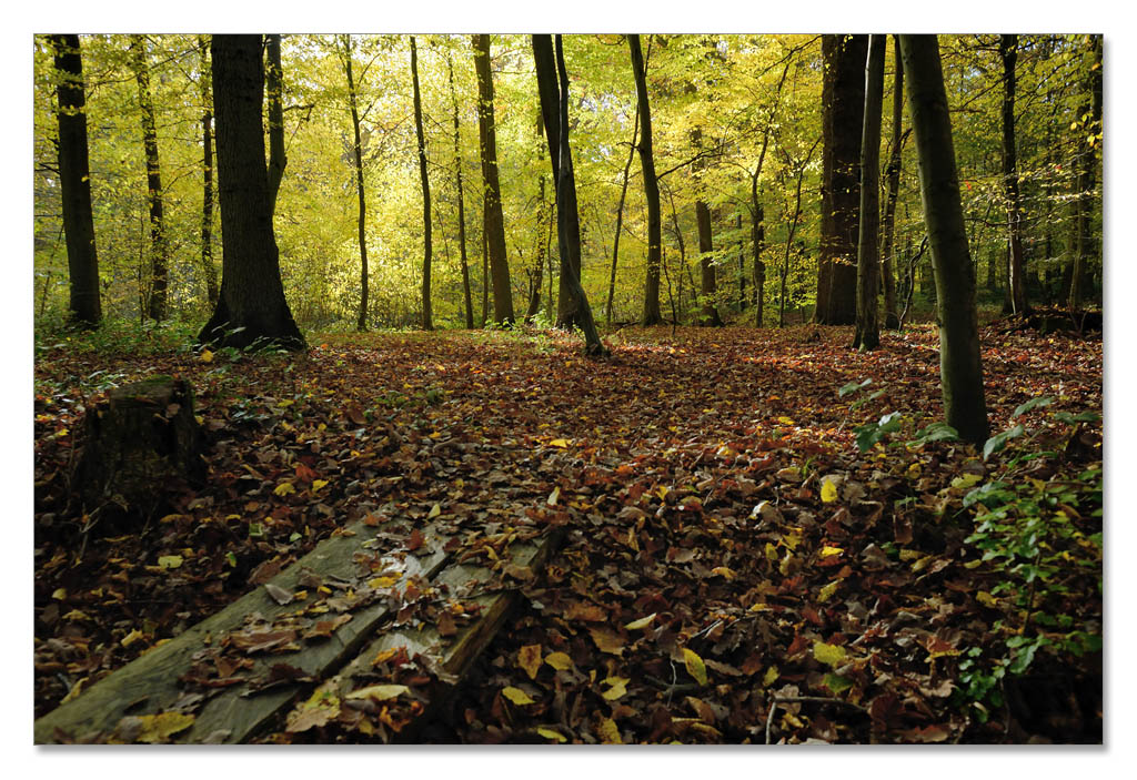wald5