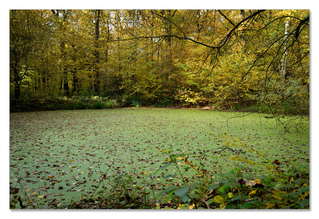 wald6