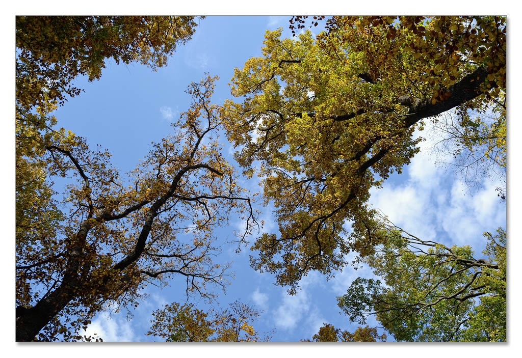 wald7