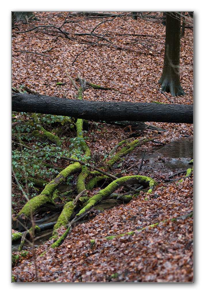 wald8