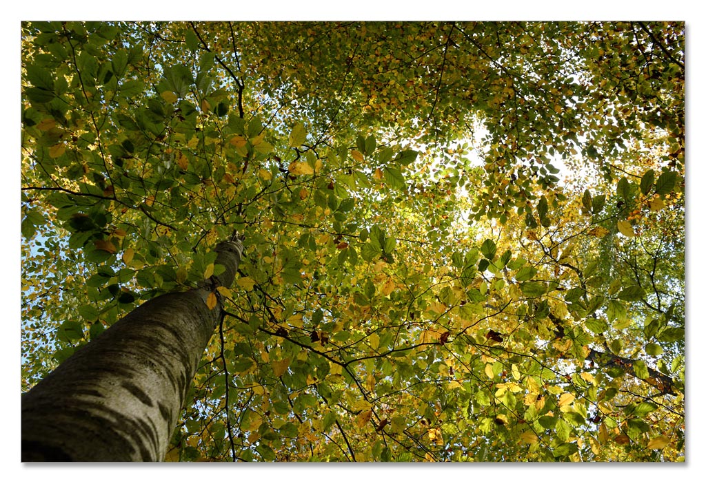 wald8