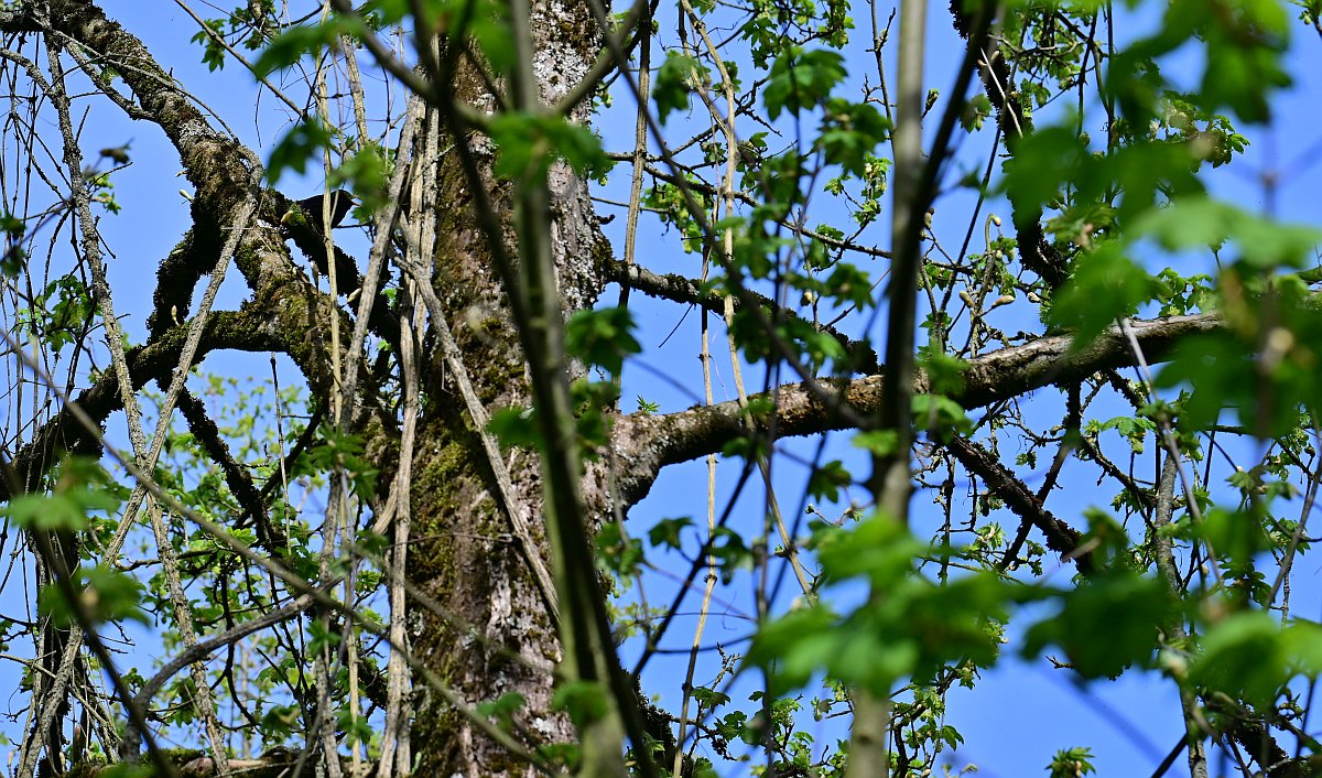 Wald_11.jpg
