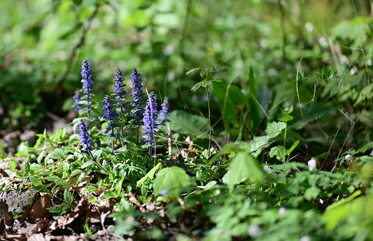 Wald_2.jpg