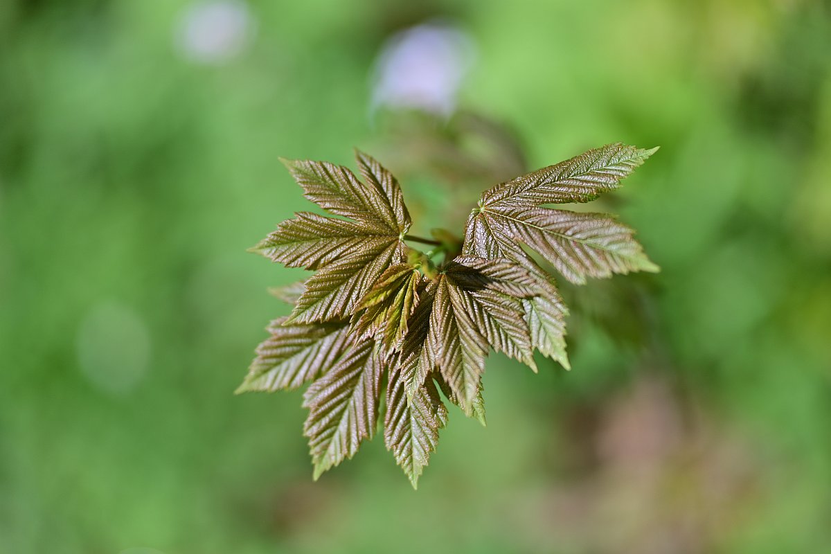 Wald_3.jpg
