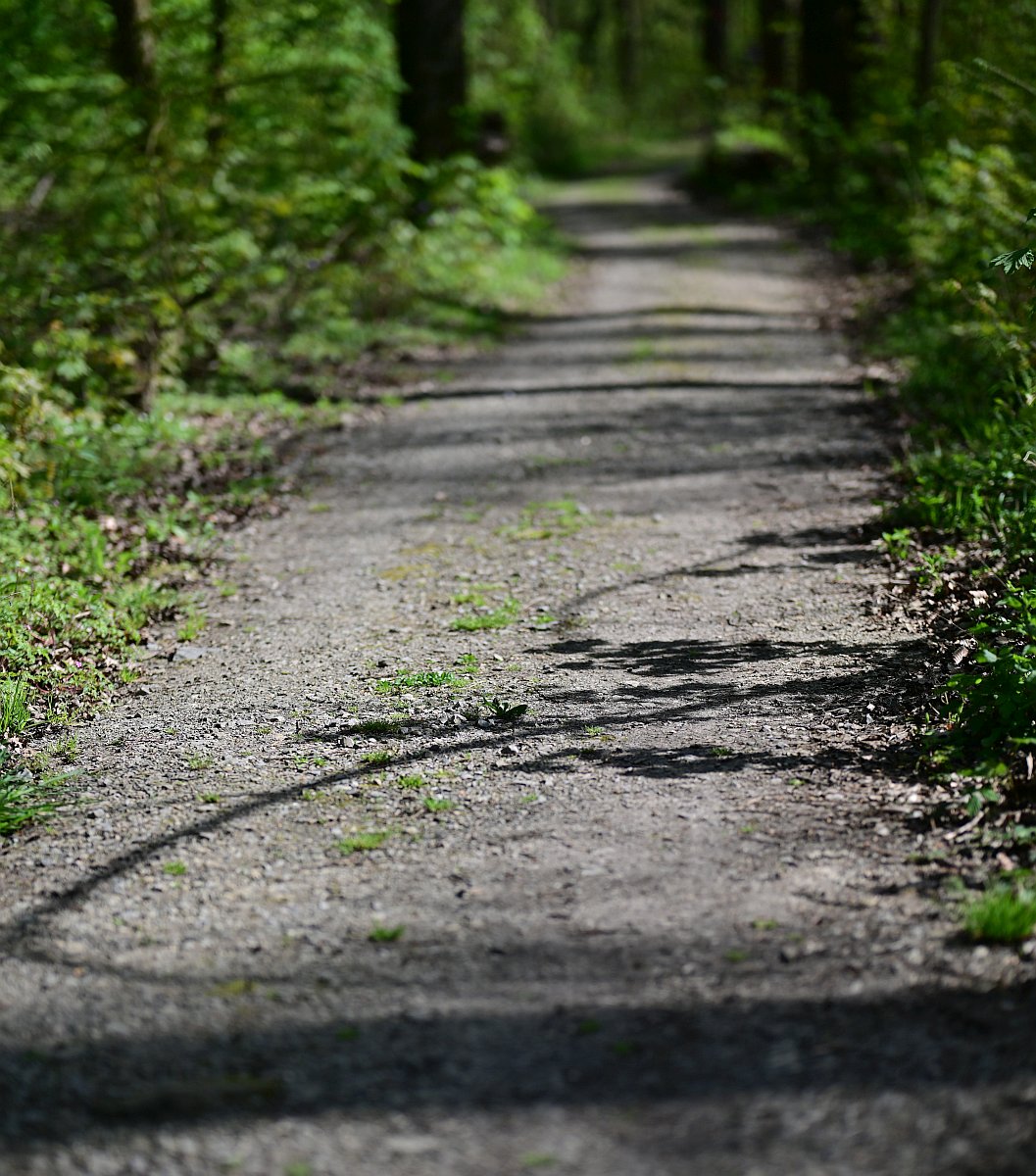 Wald_4.jpg