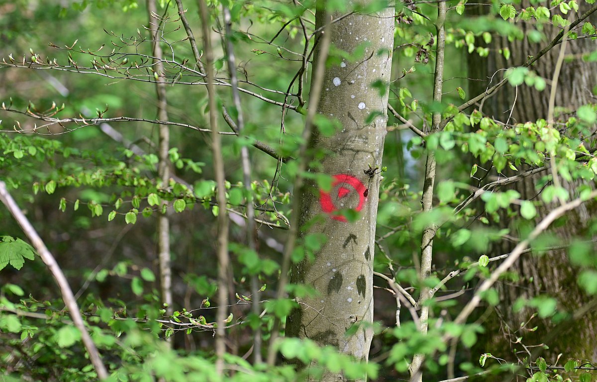 Wald_8.jpg