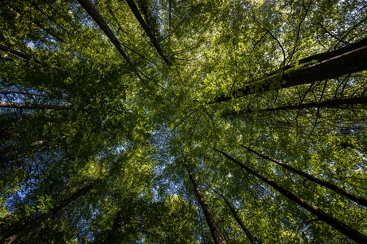 Wald_Z9B_5332_12.jpg