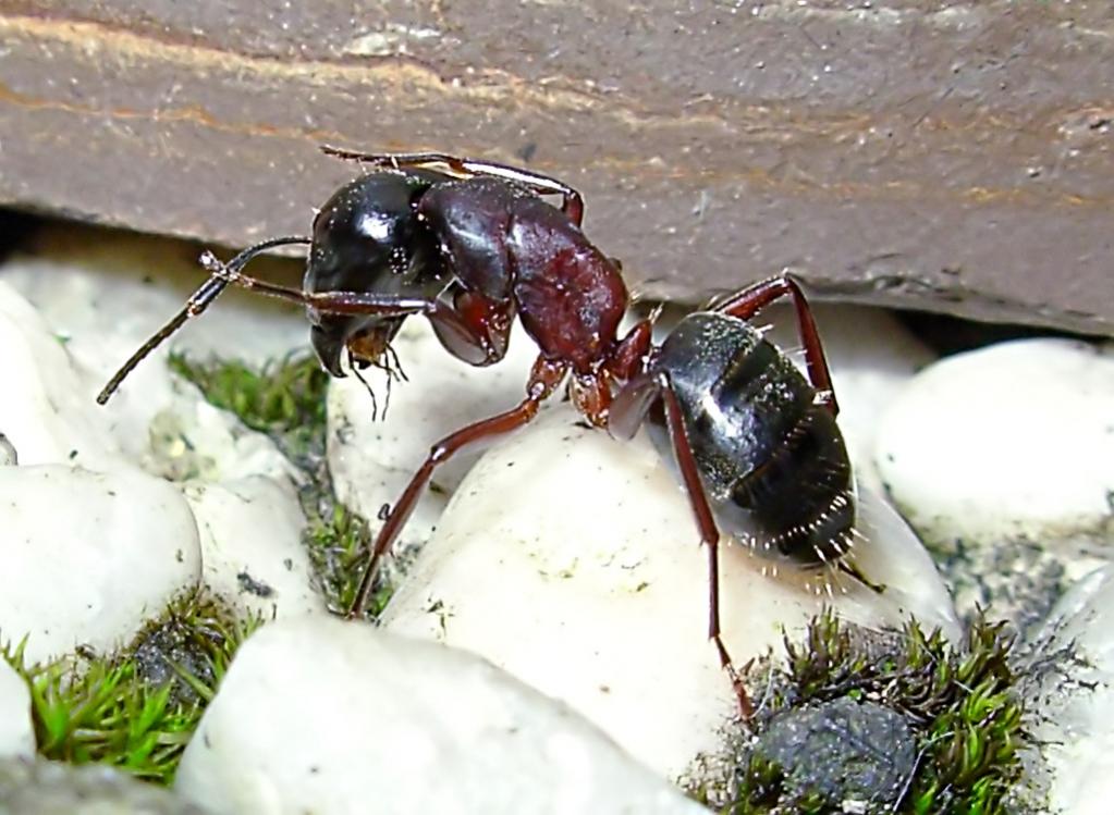 Waldameise